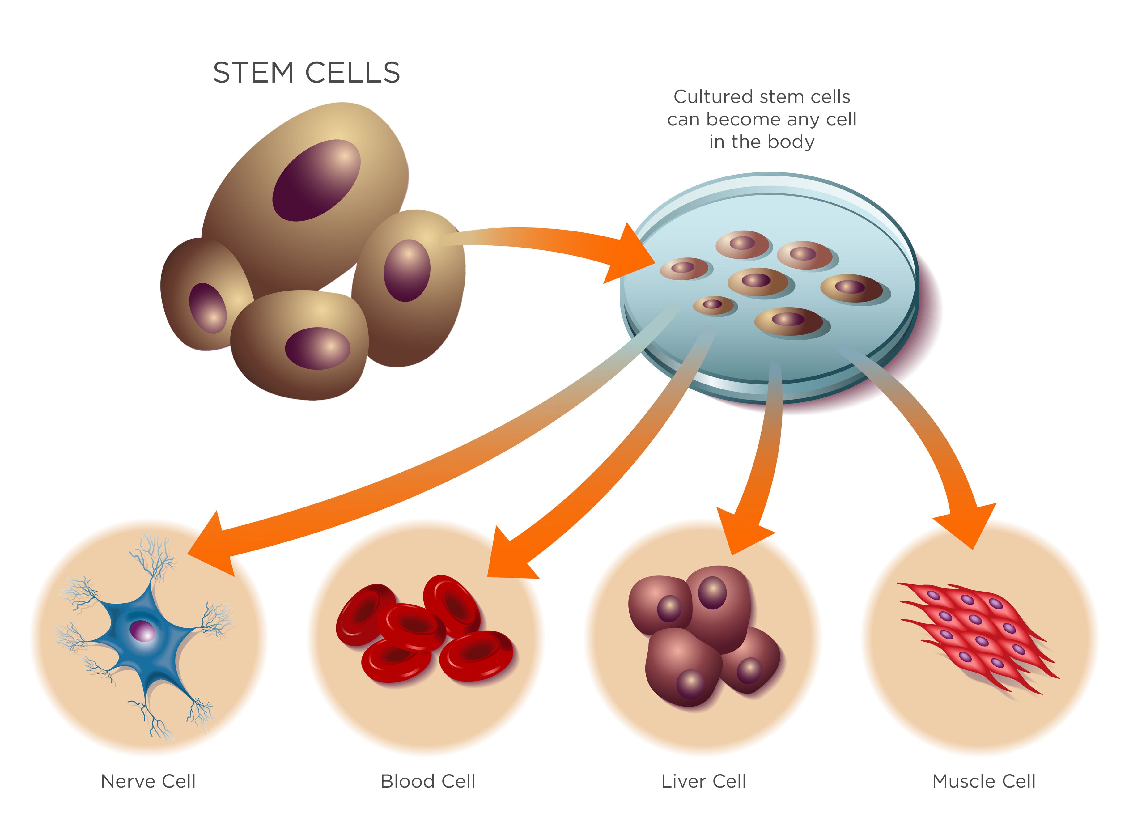 Stem Cell Meaning In English